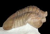 Asaphus Cornutus Trilobite - Russia #46011-1